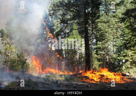 L'incendio americano, un grande incendio boschivo negli Stati Uniti, mette in evidenza l'impatto degli incendi sugli ecosistemi. L'USDA Forest Service lavora per gestire e mitigare i rischi di incendio promuovendo al contempo la salute e il recupero forestale attraverso ustioni controllate e pratiche di ripristino. Foto Stock