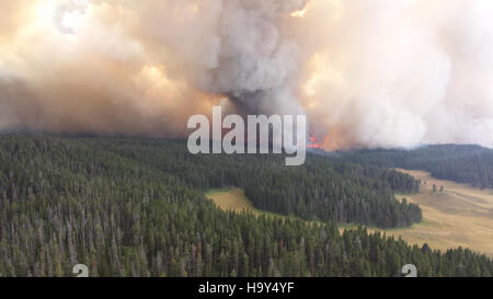 Il Druid Complex nel parco nazionale di Yellowstone è un'area nota per le sue caratteristiche geotermiche e per le significative popolazioni di animali selvatici, che offre opportunità di ricerca uniche sia per gli scienziati che per i visitatori del parco. Foto Stock
