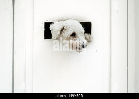 Piccolo cane è guardare al di fuori della porta bianca Foto Stock