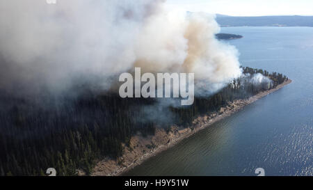 Il Druid Complex nel parco nazionale di Yellowstone è un'area chiave per la conservazione dei lupi, dove i biologi monitorano e proteggono le popolazioni di lupi come parte degli sforzi di gestione della fauna selvatica del parco. Foto Stock
