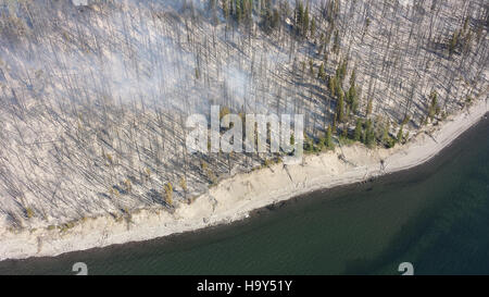 Il Druid Complex nel parco nazionale di Yellowstone è noto per i suoi branchi di lupi attivi, che mostrano l'importanza delle specie di predatori nel mantenere l'equilibrio ecologico. Foto Stock