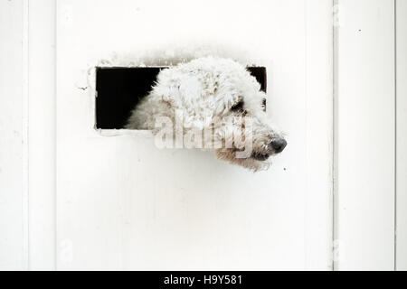 Piccolo cane è guardare al di fuori della porta bianca Foto Stock