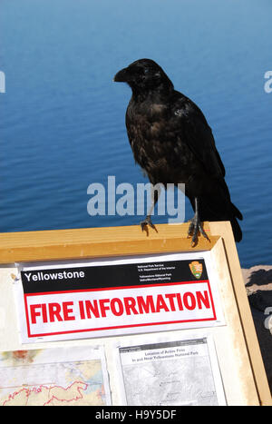 Il Druid Complex nel parco nazionale di Yellowstone è noto per le sue caratteristiche geotermiche e il paesaggio unico. L'area fornisce informazioni sull'attività vulcanica e sulla storia geologica del parco. Foto Stock