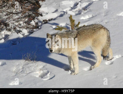 15273417887 yellowstonenps Yellowstone Delta Pack wolf Foto Stock