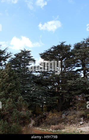 16873193445 usdagov alberi di cedro in Tannourine, foresta di cedri Riserva Naturale, Nord Libano Foto Stock