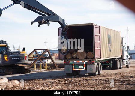 Il servizio di ispezione sanitaria per animali e vegetali (APHIS) dell’USDA disciplina l’esportazione di legno e prodotti vegetali per prevenire la diffusione di specie e malattie invasive. Questi sforzi sono essenziali per proteggere l'agricoltura e gli ecosistemi degli Stati Uniti. Foto Stock