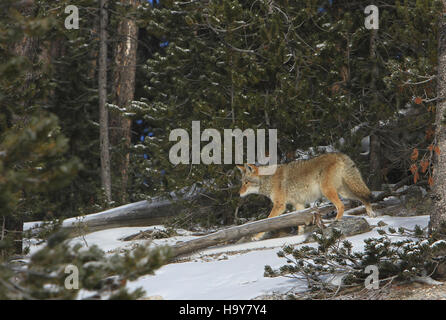 Un coyote in una foresta innevata all'interno del parco nazionale di Yellowstone, che illustra l'adattabilità di questa specie in ambienti difficili. La scena dimostra l'importanza dei parchi nazionali nel fornire un rifugio sicuro per la fauna selvatica, garantendo la loro capacità di prosperare nel cambiamento degli ecosistemi. Foto Stock