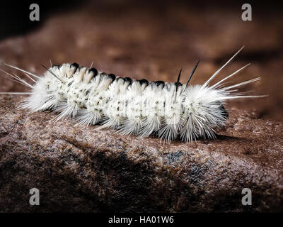 Bianco velenosi Hickory Tussock Moth Caterpillar sulla roccia bagnata picchi di bianco Foto Stock