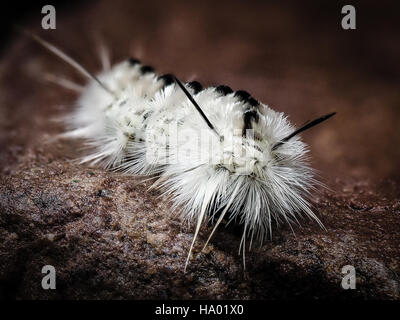 Bianco velenosi Hickory Tussock Moth Caterpillar sulla roccia bagnata picchi di bianco Foto Stock