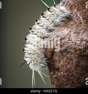 Bianco velenosi Hickory Tussock Moth Caterpillar sulla roccia bagnata Foto Stock