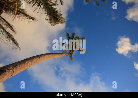 Un albero di cocco con nuvole bianche con un cielo blu sullo sfondo. Foto Stock