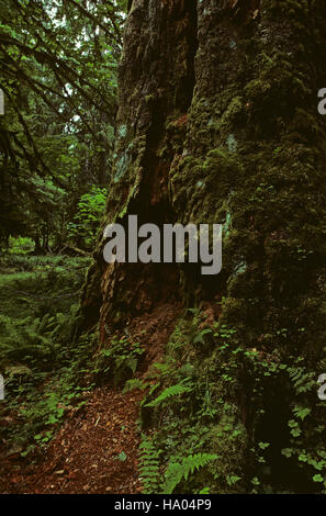 Hoh rain forest moss laden alberi lussureggiante fogliame verde Penisola Olimpica nello Stato di Washington STATI UNITI D'AMERICA Foto Stock