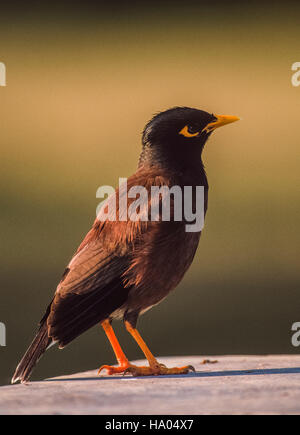 Myna comune o Myna indiano,(Acridotheres tristis),Bharatpur,Rajasthan,l'India Foto Stock