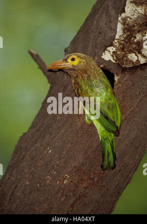 Grandi barbet verde o marrone-guidato barbet,(Psilopogon zeylanicus), a foro di nido,Keoladeo Ghana Parco Nazionale,Rajasthan,l'India Foto Stock