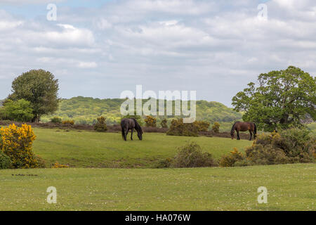 New Forest pony selvatici pascolano sulla brughiera Foto Stock