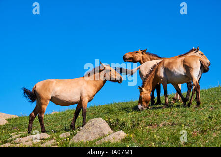 Mongolia, Tov provincia, Hustain Nuruu National Park (Khustai), di Przewalski cavalli selvatici (Equus caballus przewalskii) Foto Stock