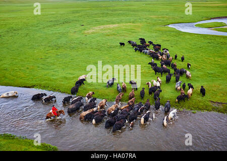 Mongolia, provincia Arkhangai, mongola horserider con una mandria di yak Foto Stock