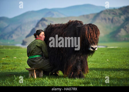 Mongolia, Ovorkhangai provincia, Orkhon valley, campo nomadi, yak mungitura Foto Stock