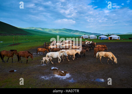 Mongolia, Ovorkhangai provincia, Orkhon valley, campo nomadi Foto Stock