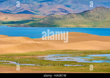 Mongolia, Zavkhan provincia, Har Nuur lago; allevamento di cavalli Foto Stock