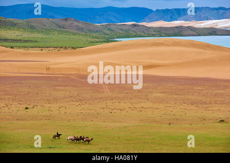 Mongolia, Zavkhan provincia, Har Nuur lake, allevamento di cammelli Foto Stock