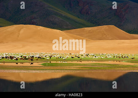 Mongolia, Zavkhan provincia, Har Nuur lake, pecore e mandrie di cavalli Foto Stock