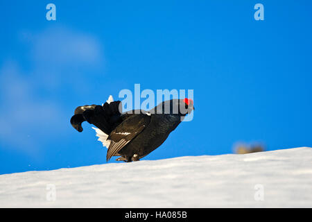 Forcelli (Lyrurus tetrix) nella neve, maschio, Tirolo, Austria Foto Stock