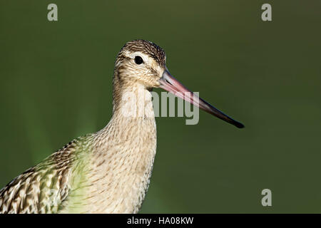 Bar-tailed godwit (Limosa lapponica), ritratto, Costanza, Vorarlberg, Austria Foto Stock