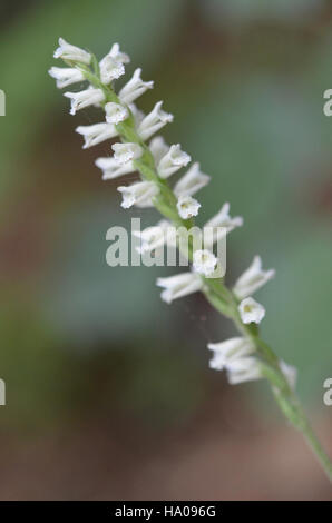 14513125612 capehatterasnps Spiranthes vernalis Foto Stock