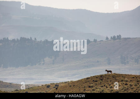 Un coyote nel Parco Nazionale di Yellowstone, che mostra la variegata fauna selvatica del parco e il suo ruolo nel mantenere l'equilibrio dell'ecosistema. Foto Stock