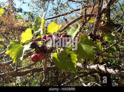 L'uva di moscadina (Vitis rotundifolia), originaria del sud-est degli Stati Uniti, si trova nel Parco Nazionale dell'Assateague. Note per le loro bucce spesse e il sapore dolce, queste uve rappresentano una parte significativa della variegata vita vegetale del parco e contribuiscono all'ecosistema della regione. Foto Stock