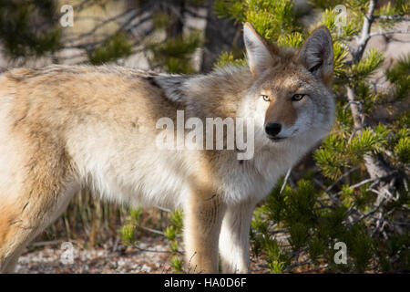 Un coyote avvistato nel parco nazionale di Yellowstone, che rappresenta la variegata fauna selvatica del parco e il suo ruolo nella protezione delle specie autoctone nei loro habitat naturali. Foto Stock