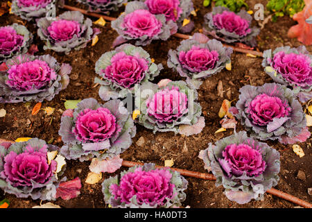 Brassica oleracea cavolo ornamentale in un giardino Foto Stock