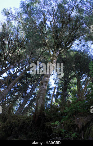 Una foto scattata il 4 marzo 2015 mostra gli alberi a baldacchino sul fiume Sol Duc nell'Olympic National Park. Questi alberi torreggianti contribuiscono ai diversi ecosistemi del parco e svolgono un ruolo vitale nei cicli idrici locali. Foto Stock