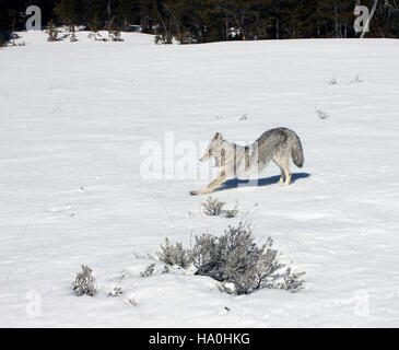 Si vede un coyote che si estende nel parco nazionale di Yellowstone, mostrando la variegata fauna selvatica del parco. Yellowstone continua a fornire un habitat critico per le specie autoctone ed è un luogo importante per la conservazione della biodiversità e la ricerca ecologica. Foto Stock