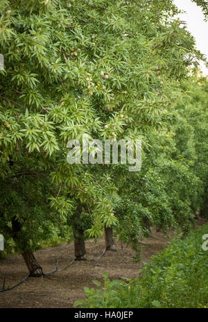 Qualità ambientale del programma di incentivi Foto Stock