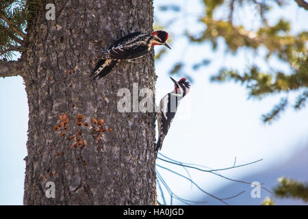 Lo Sphyrapicus nuchalis è una specie di picchio che si trova nel Nord America occidentale. È riconosciuta per la sua caratteristica chioma rossa ed è nota per aver praticato fori negli alberi per nutrirsi di linfa e insetti. Foto Stock