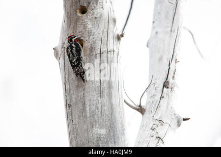 In questa immagine viene catturato uno Sphyrapicus nuchalis, che mostra i suoi distintivi segni rossi e il suo ruolo negli ecosistemi forestali. Situata nel Parco Nazionale del Ghiacciaio, questa specie contribuisce alla salute degli habitat locali attraverso le sue abitudini alimentari. Foto Stock