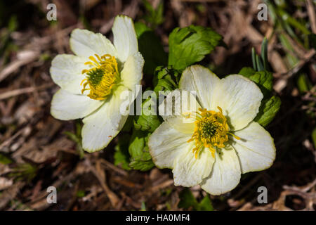 Globeflower (Trollius albiflorus) è una pianta perenne che si trova nel Parco Nazionale del Glacier, noto per i suoi vibranti fiori gialli. Prospera negli habitat alpini umidi e contribuisce alla ricca biodiversità del parco. Foto Stock