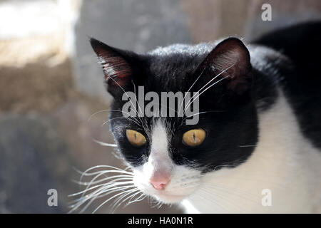 Primo piano di un gatto. Fotografare in orizzontale con luce naturale. Foto Stock