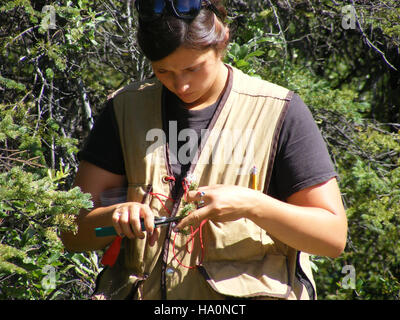 Nel Parco Nazionale di Denali, il campionamento del combustibile è una parte essenziale del monitoraggio ambientale in corso. Questo processo aiuta a tenere traccia dei cambiamenti nei carichi di carburante e contribuisce alla gestione dei rischi di incendio nei diversi ecosistemi del parco. Foto Stock
