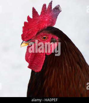 Ritratto di un gallo Foto Stock