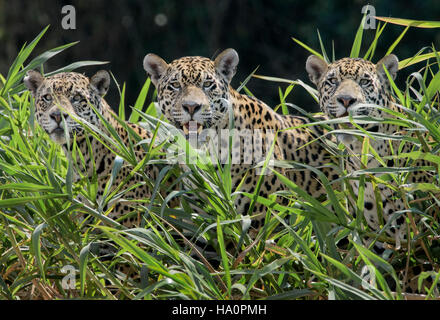 Madre Jaguar e due cuccioli guardando fuori da canne su tre fratelli banca di fiume Foto Stock