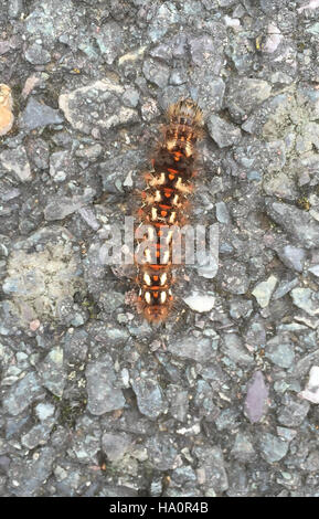 Marrone-TAIL MOTH caterpilar (Euproctis chrysorrhoea) Foto Tony Gale Foto Stock