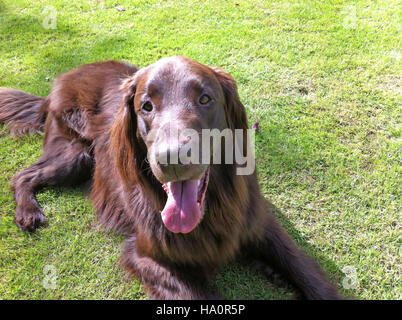 Piatto rosso-RIVESTITE RETRIEVER Foto Tony Gale Foto Stock