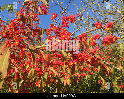 Mandrino europea (Euonymus europaeus) mostrante l'arancio luminoso semi in ottobre. Foto Tony Gale Foto Stock