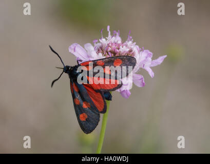 Cinque spot Burnett (falena Zygaena trifolii) sui fiori selvatici nel sud della Grecia Foto Stock