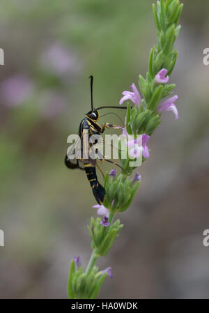 Clearwing moth specie in Monte Parnassus regione meridionale della Grecia continentale Foto Stock