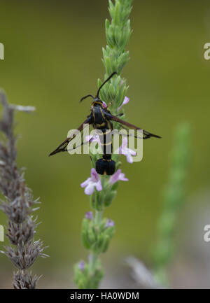 Clearwing moth specie in Monte Parnassus regione meridionale della Grecia continentale Foto Stock