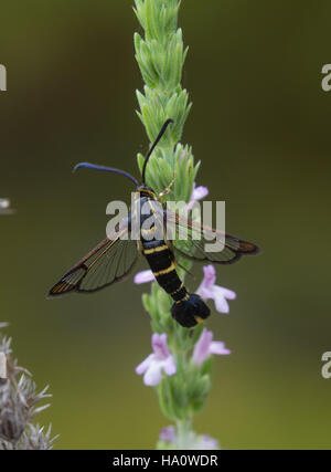 Clearwing moth specie in Monte Parnassus regione meridionale della Grecia continentale Foto Stock